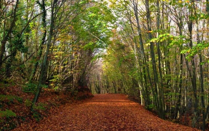 Polenezköy Tabiat Parkı